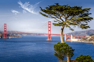 Golden Gate Bridge Framed by Coastal Cypress Over Blue Bay – An iconic red suspension bridge stretching across calm waters, beautifully framed by windswept trees and rolling hills under a clear sky.
